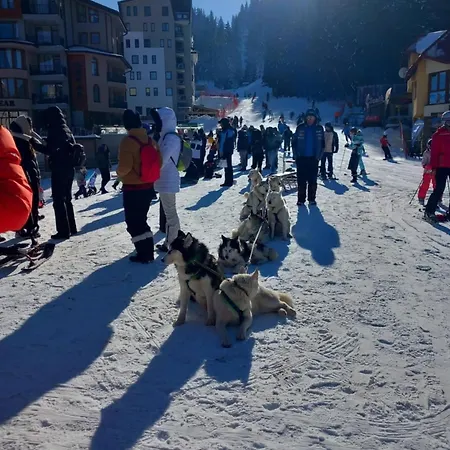 Apartment студио, стената Pamporovo